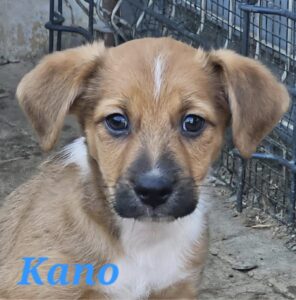 Kano