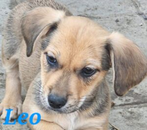 Leo