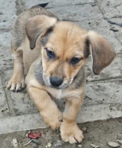 Leo (4)
