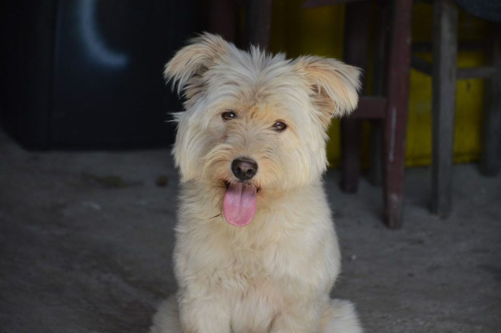 Lola