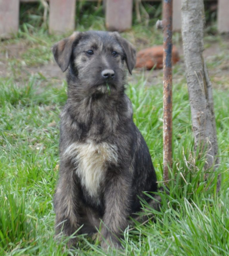 Maja, Mischling