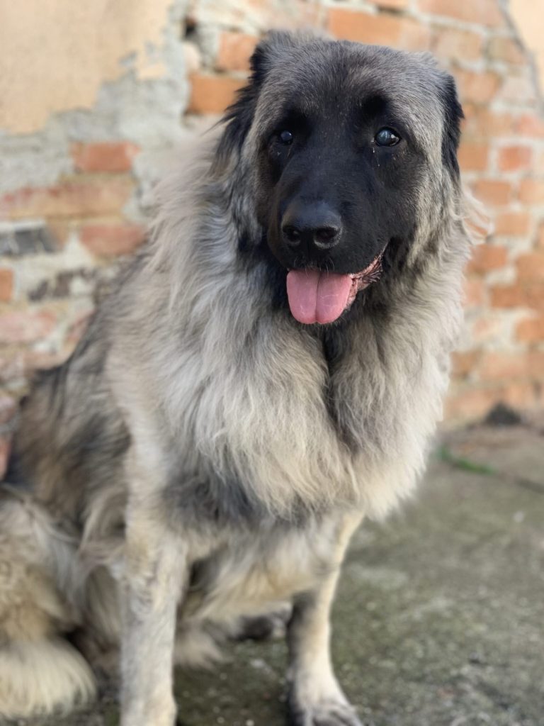 Maya, Tier in Vermittlung