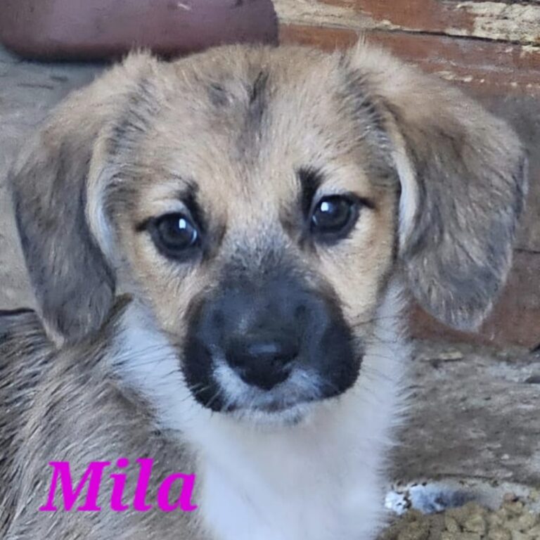 Mila