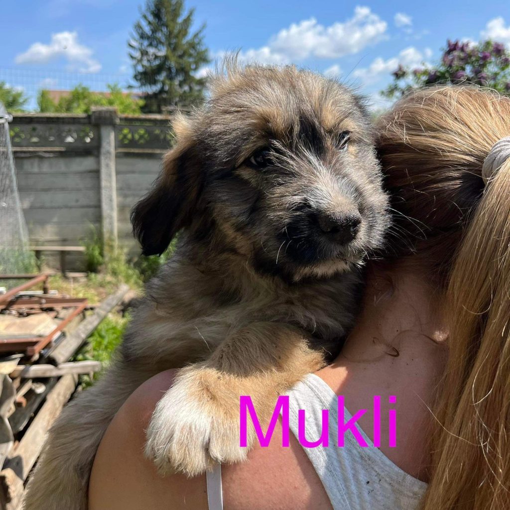 Mukli