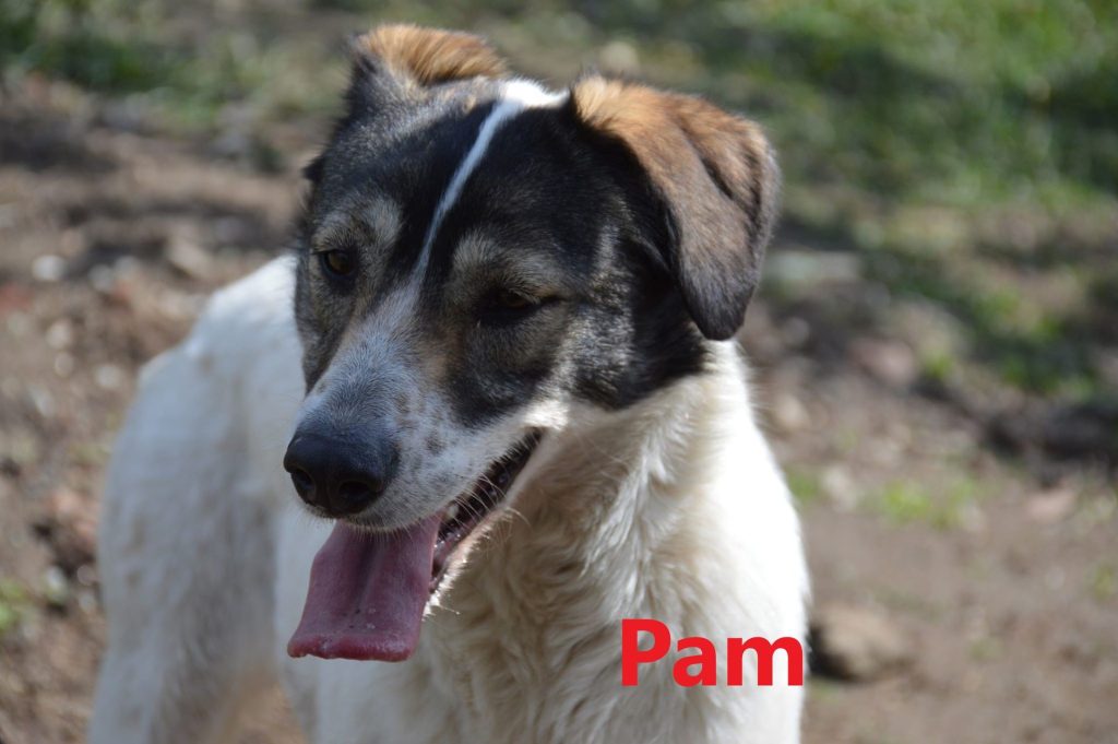 Pam