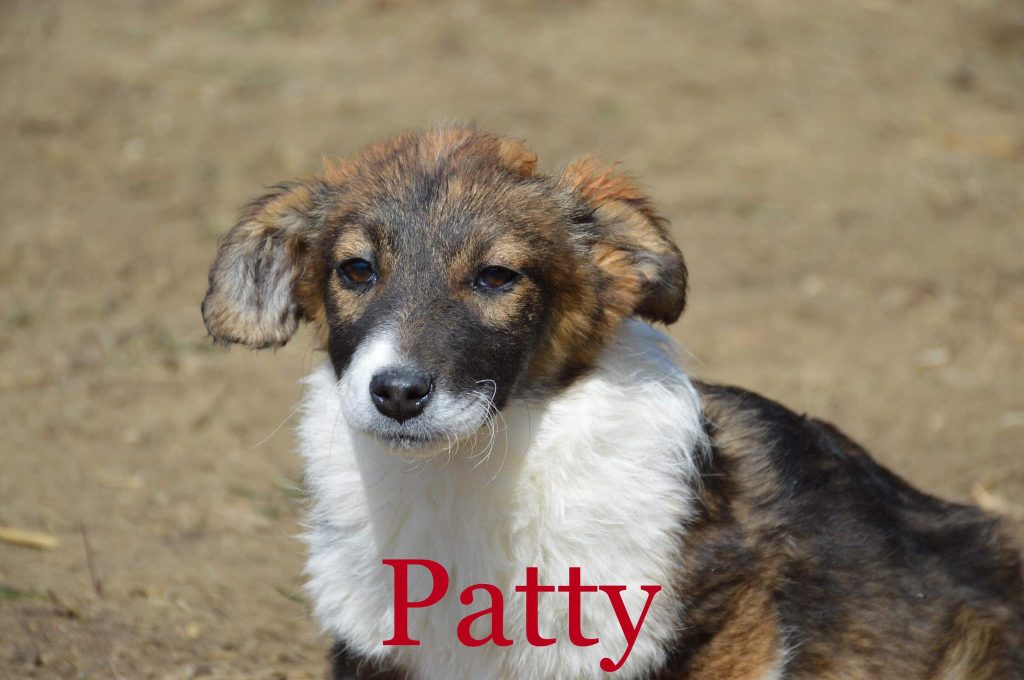 Patty