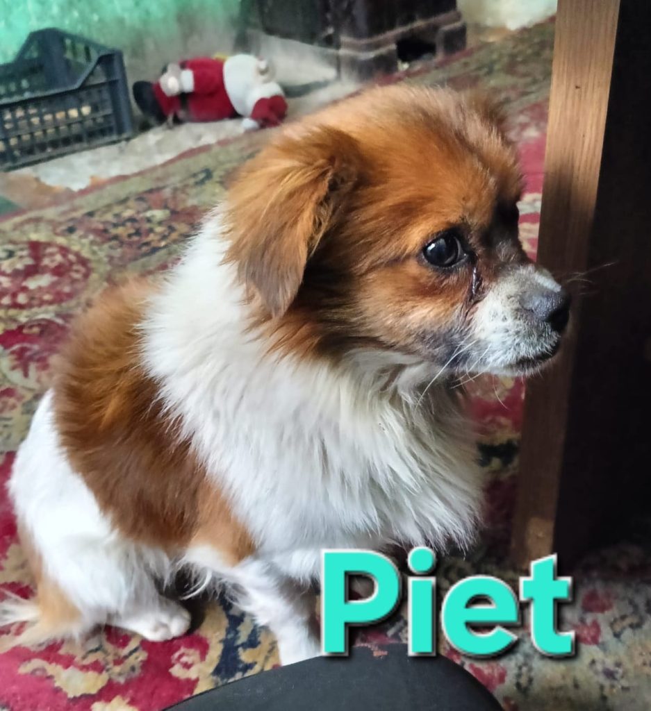 Piet