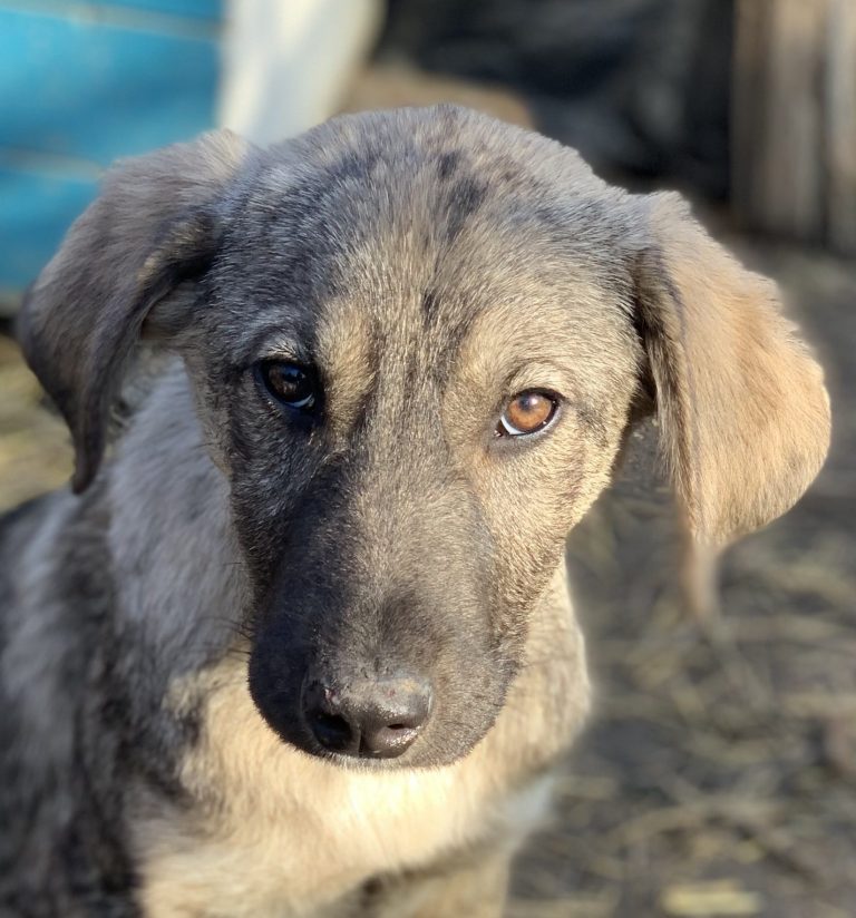 Sancho, Tier in Vermittlung