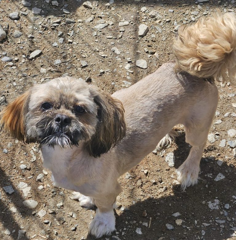 Timmy, Mischling
