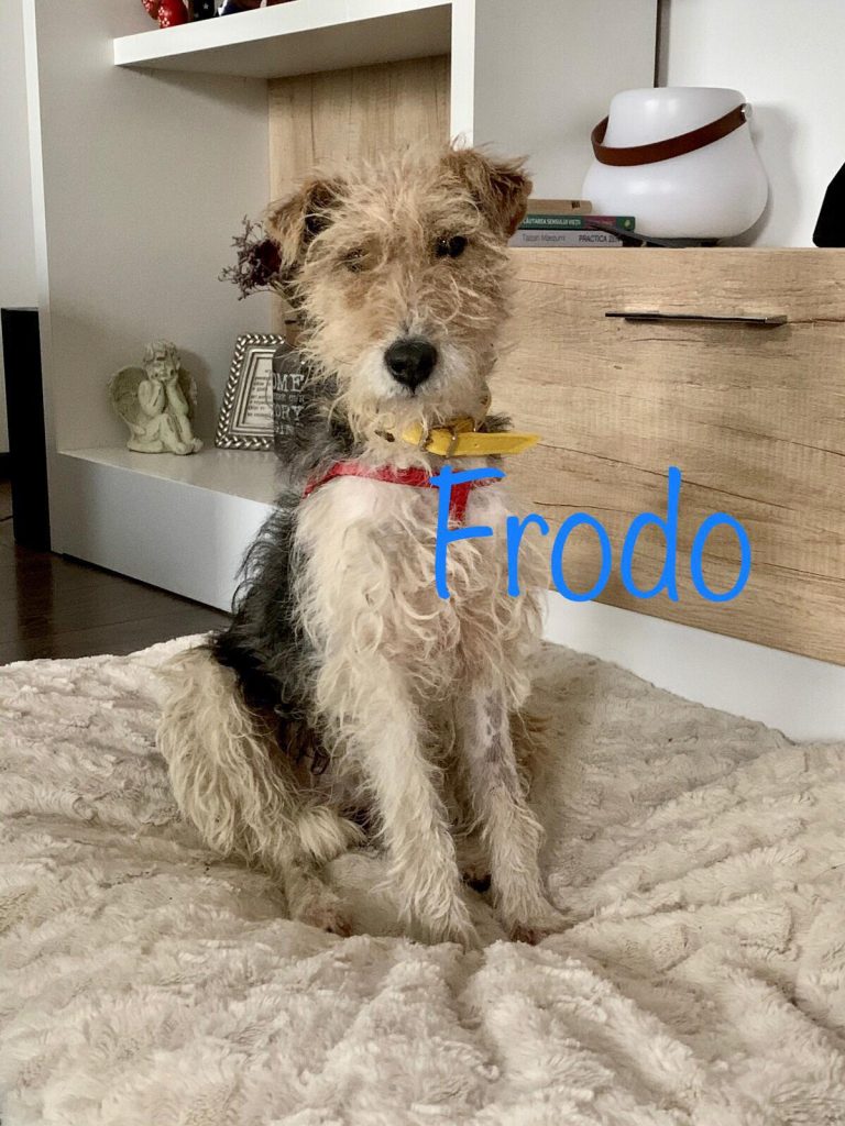Frodo