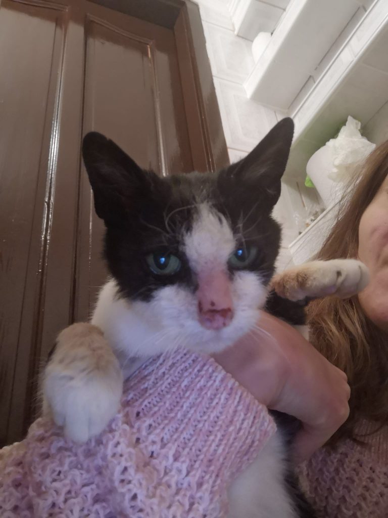 Katze-004