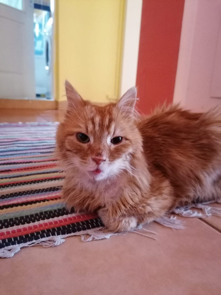 Katze-001