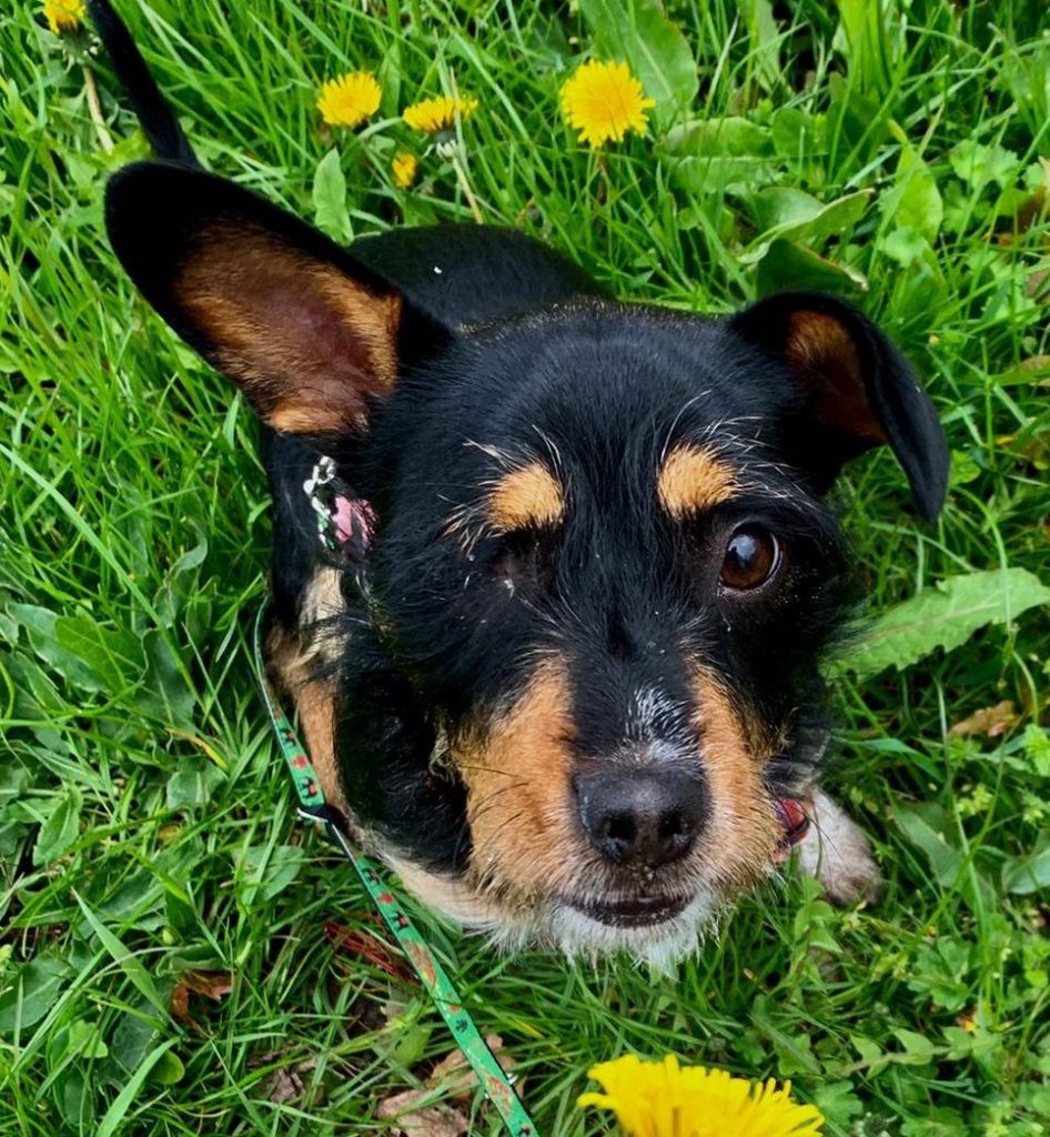 Hund-001