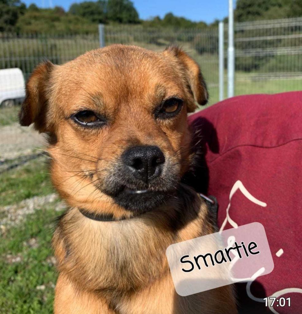 Smartie