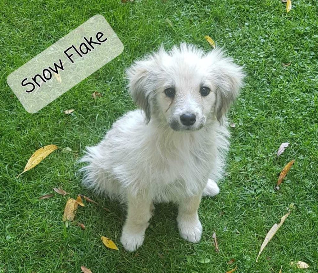 Snow Flake