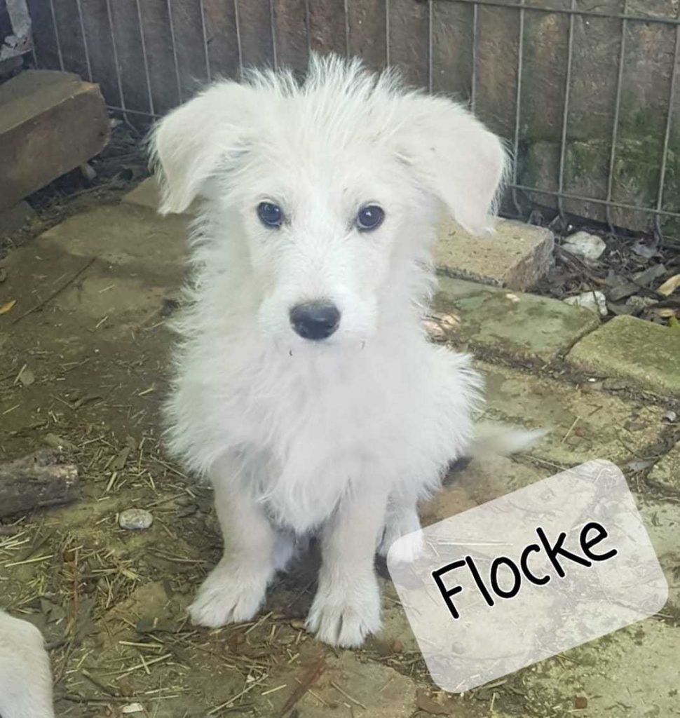 Flocke