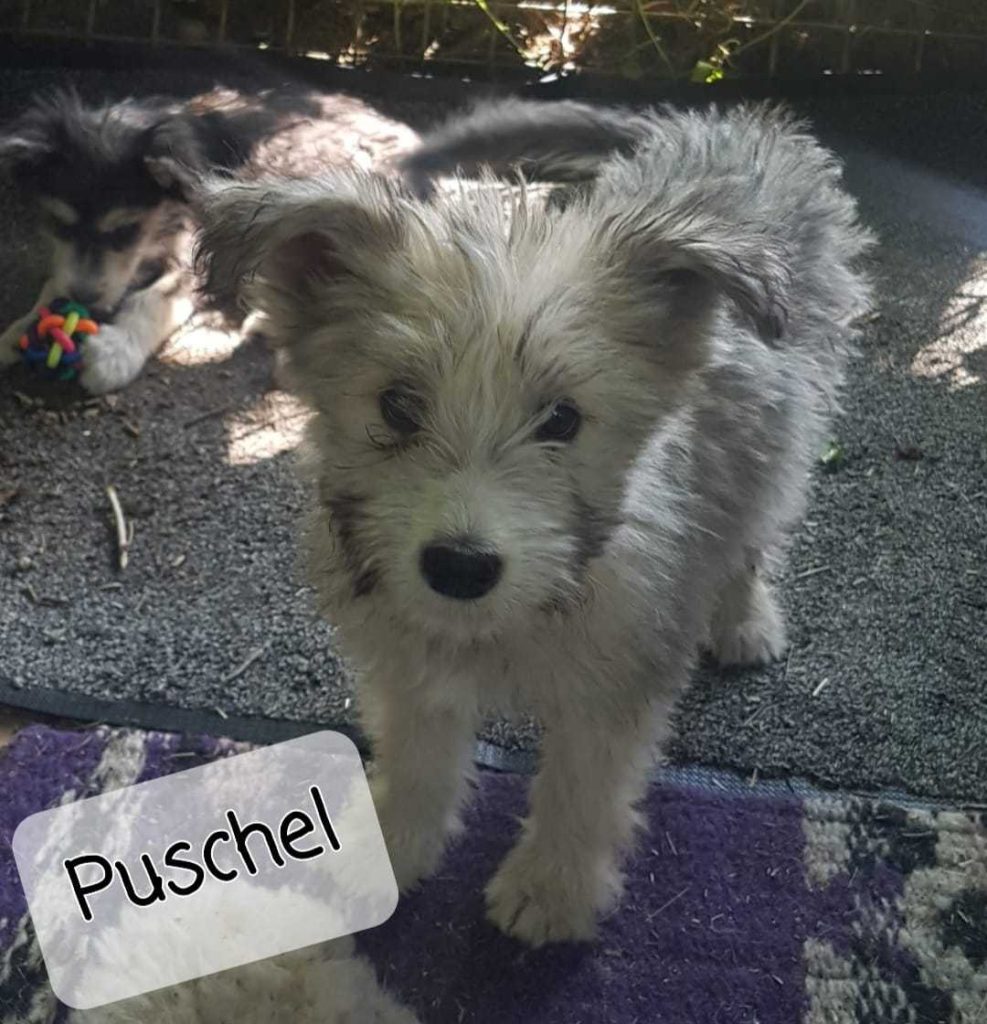 Puschel