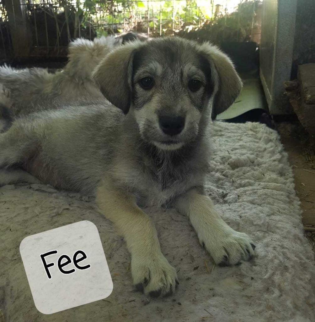 Fee