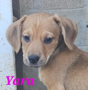 Yara