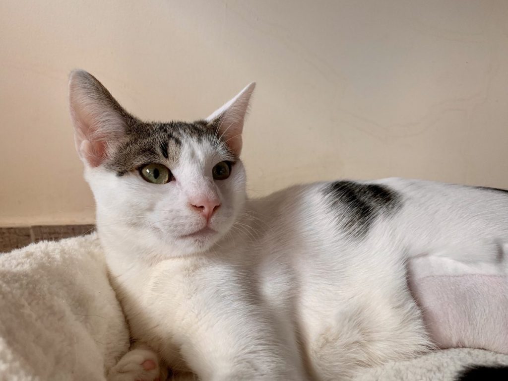 Katze-025
