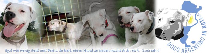 Dogo Argentino in Not e.V.