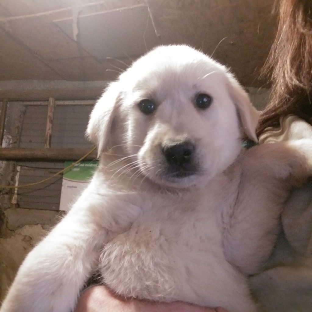 Hund-025