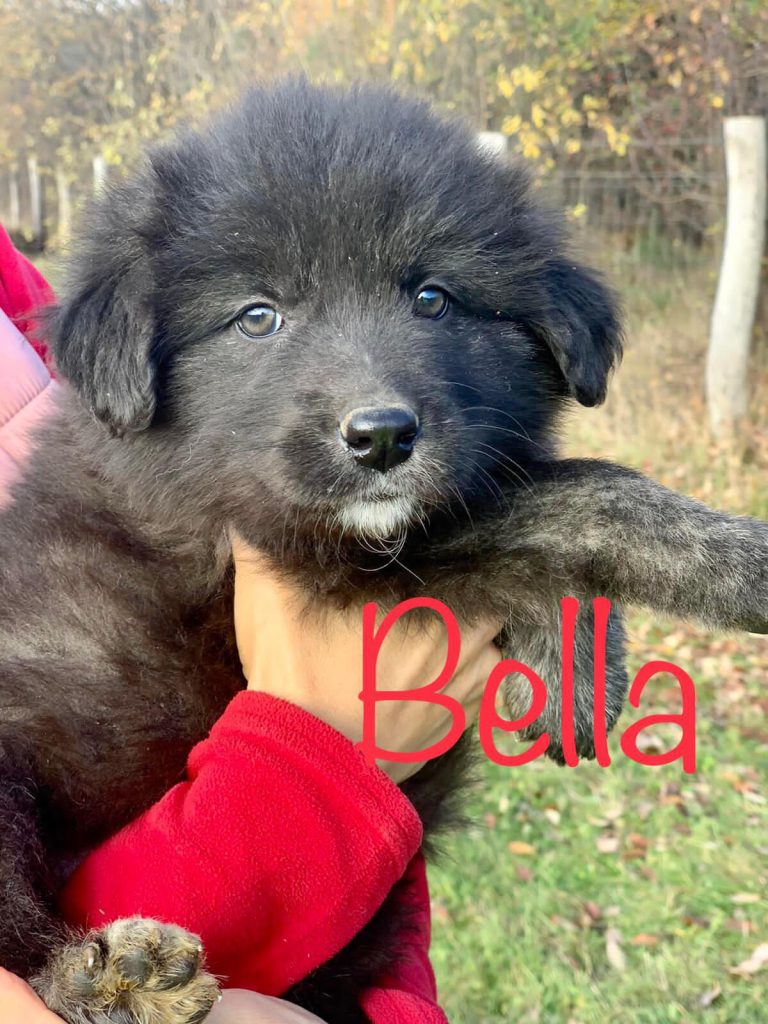 Bella