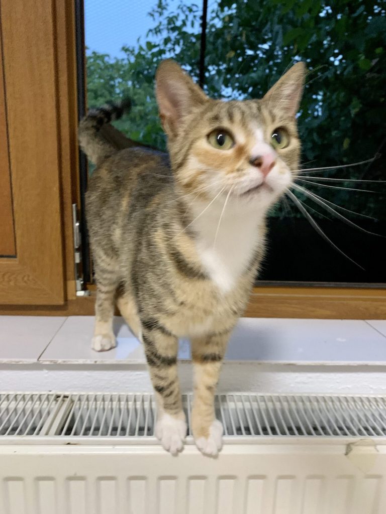 Katze-024
