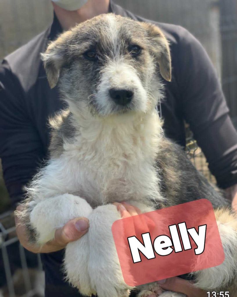 Nelly
