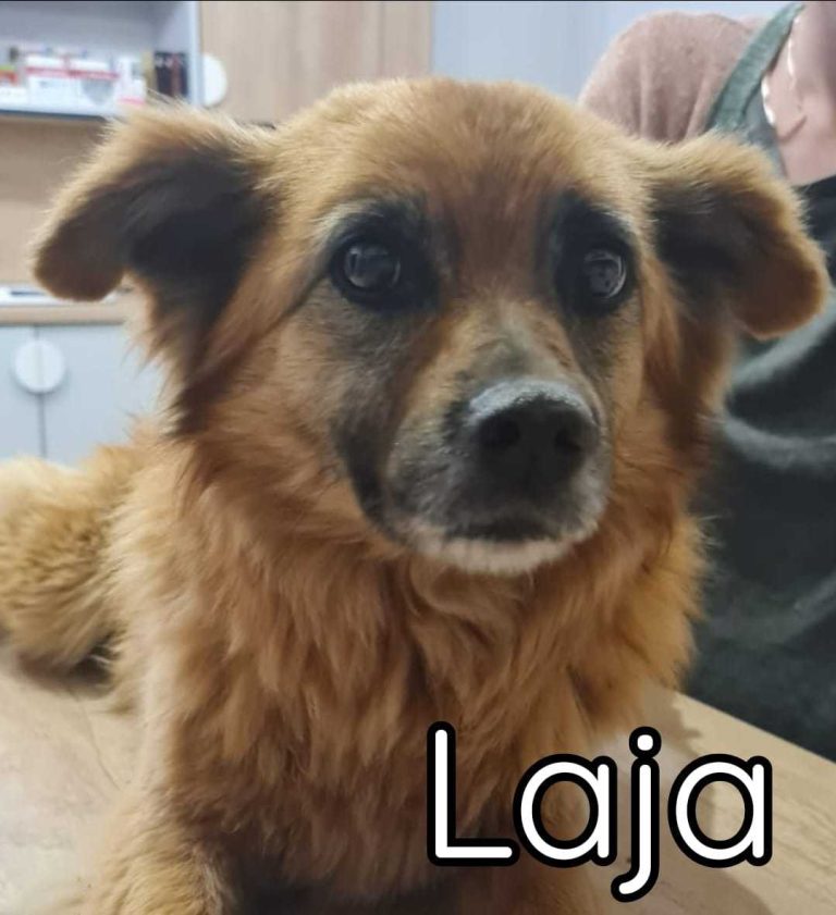 Laja, Tier in Vermittlung