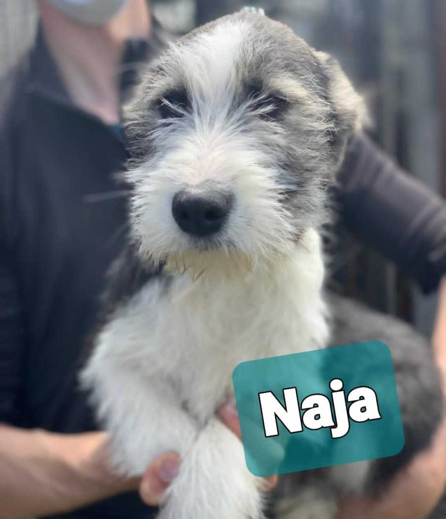 Naja