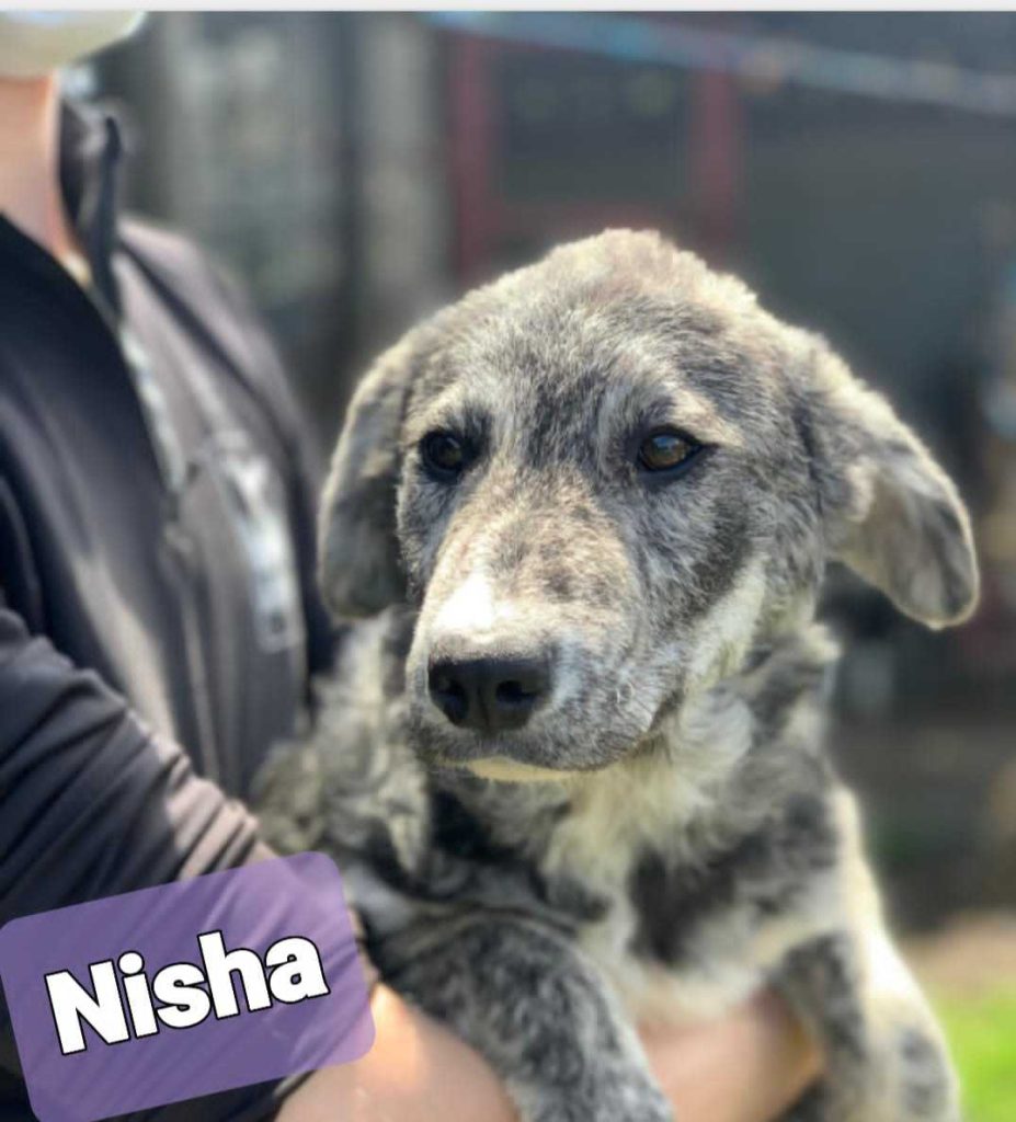 Nisha