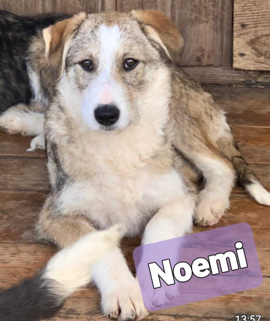 Noemi
