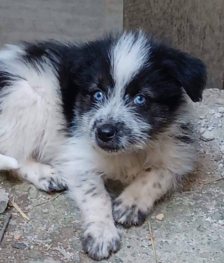 Olly, Tier in Vermittlung