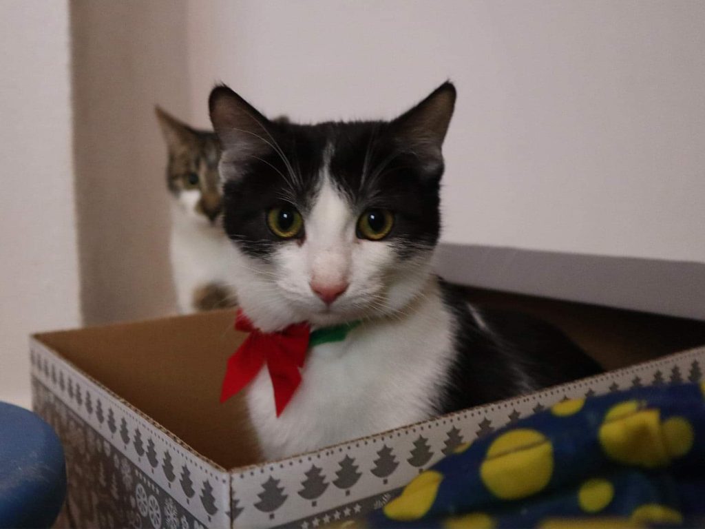 Katze-011