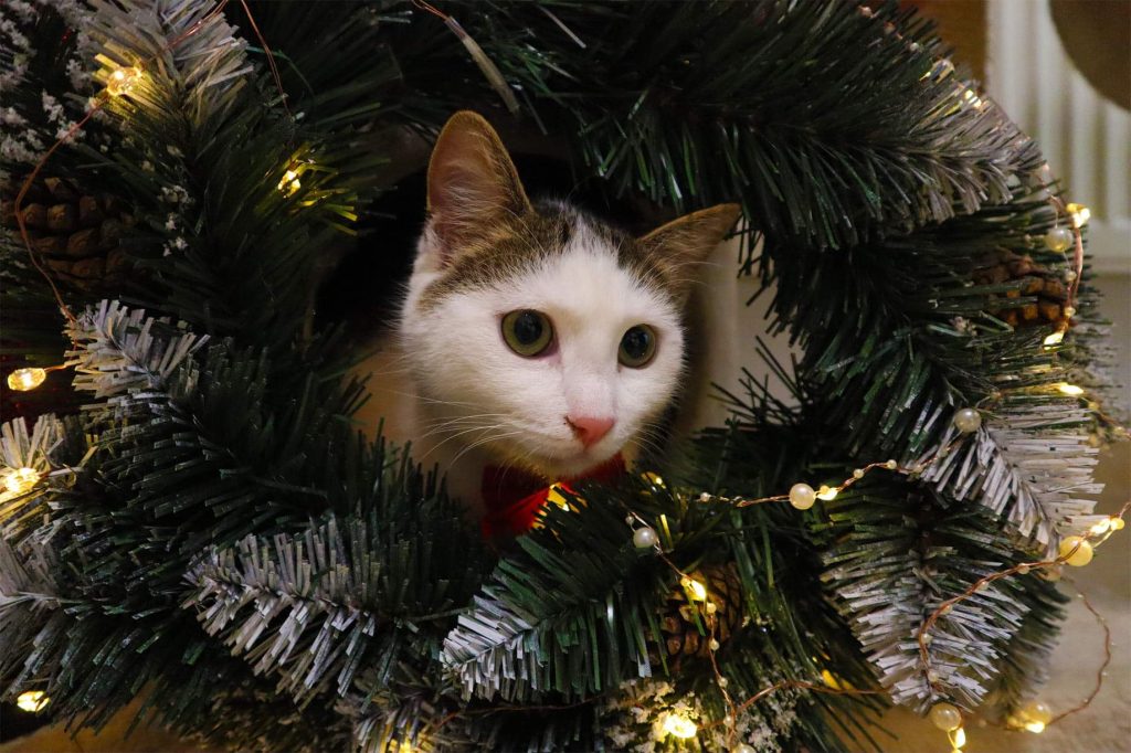 Katze-012