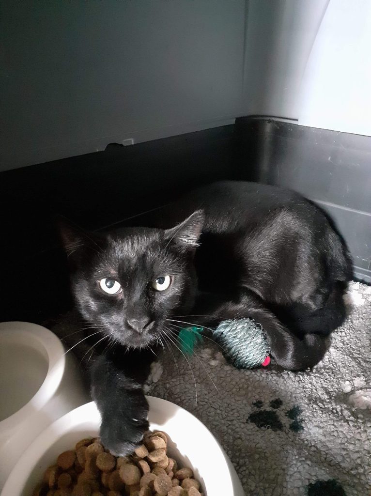 Katze-115