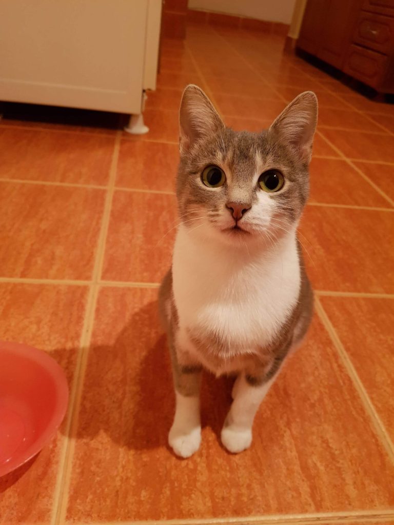 Katze-020