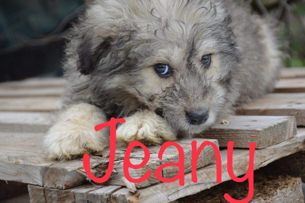 Jeany