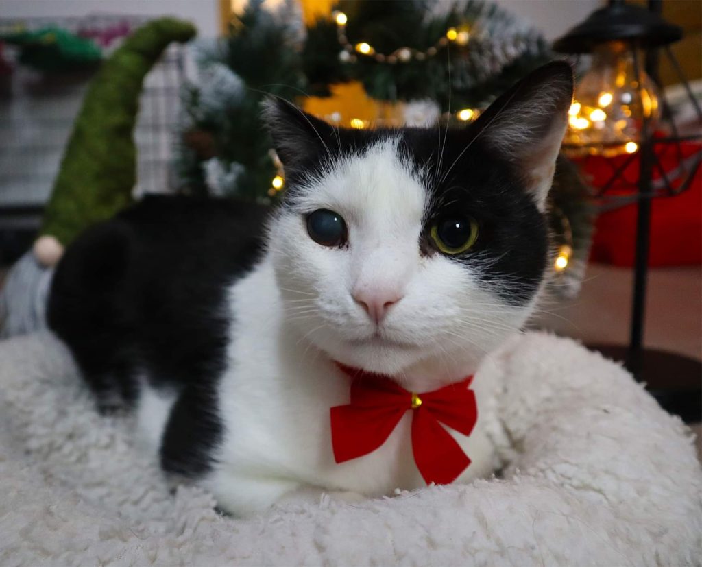 Katze-006