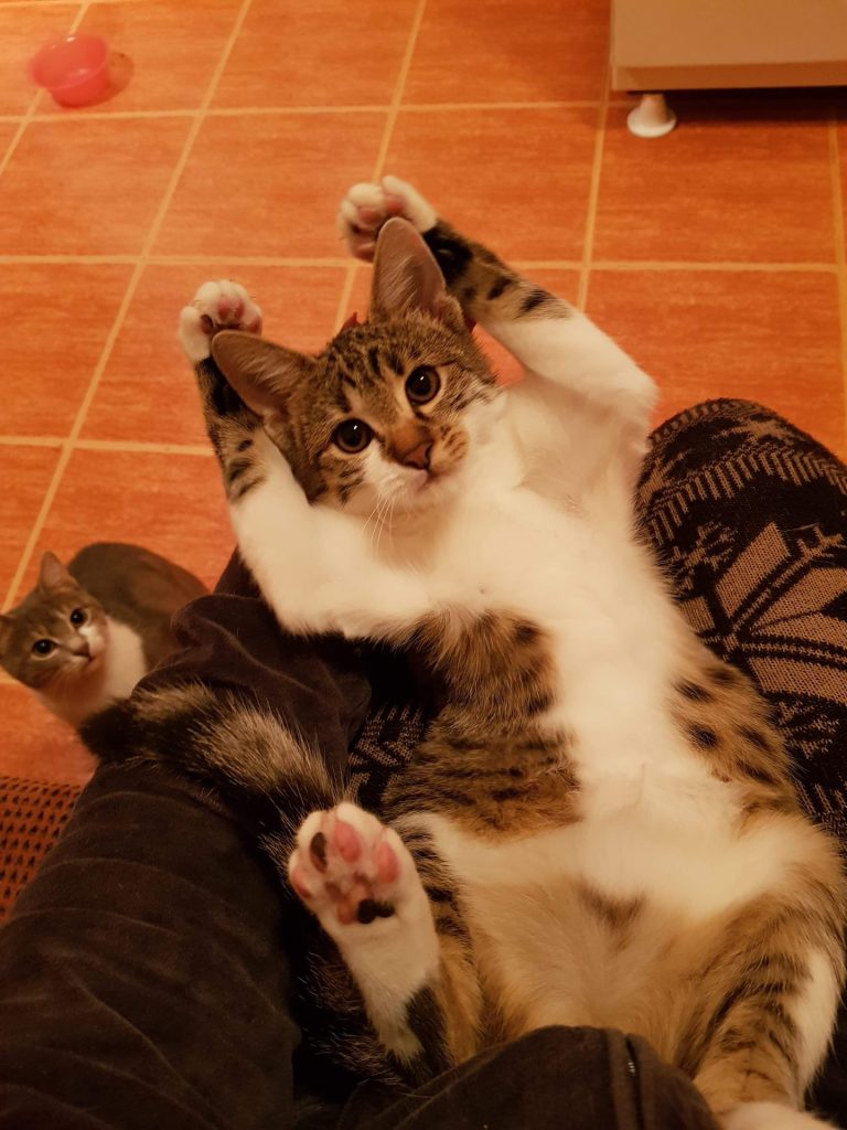 Katze-114