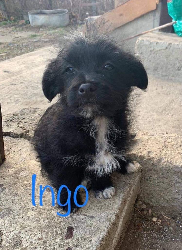 Ingo