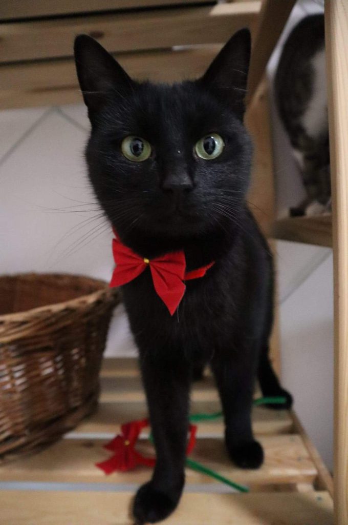 Katze-007