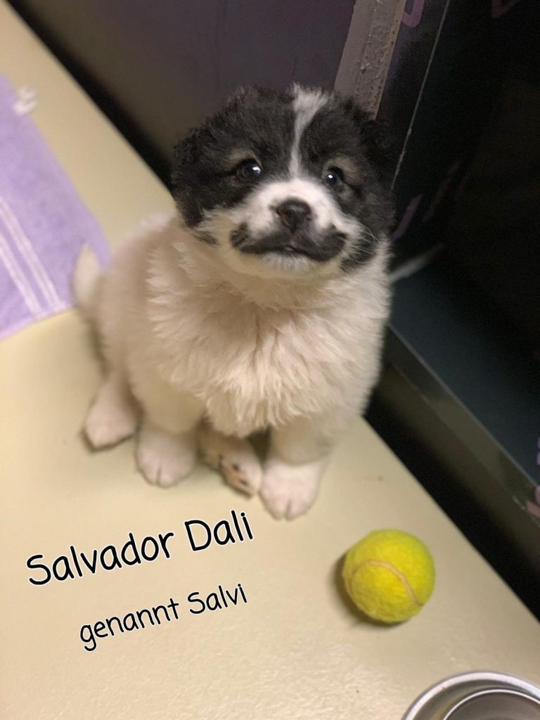 Salvi