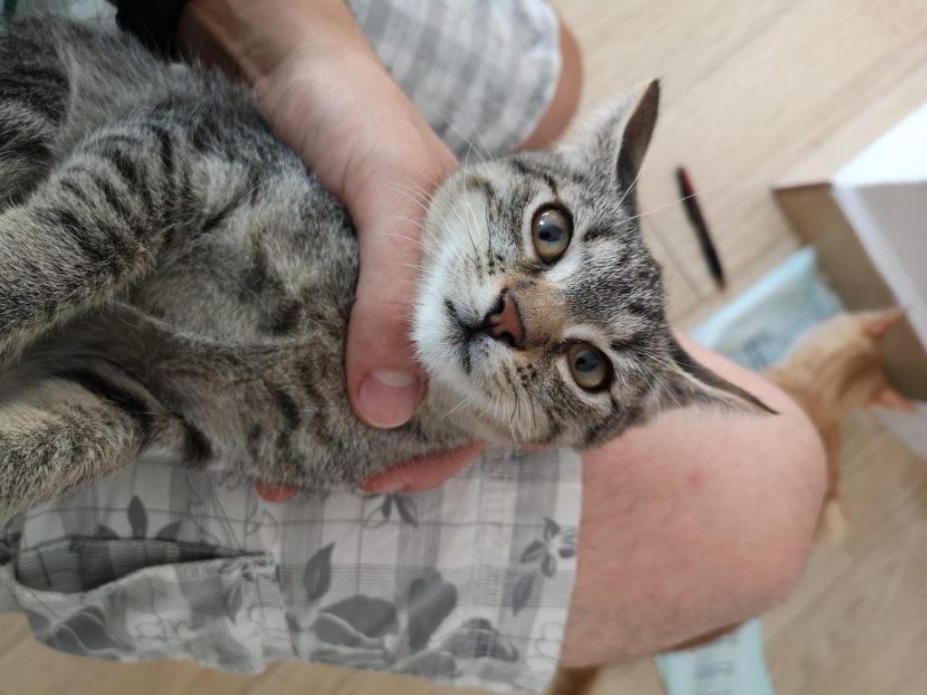 Katze-005