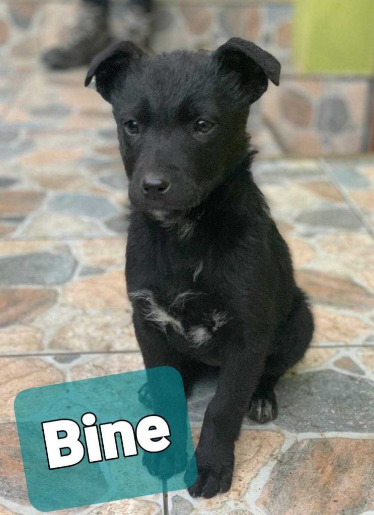 Bine