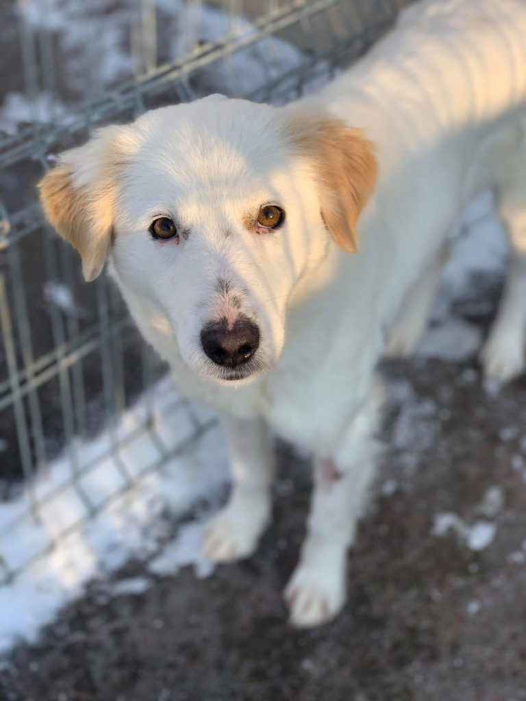 Hund-003