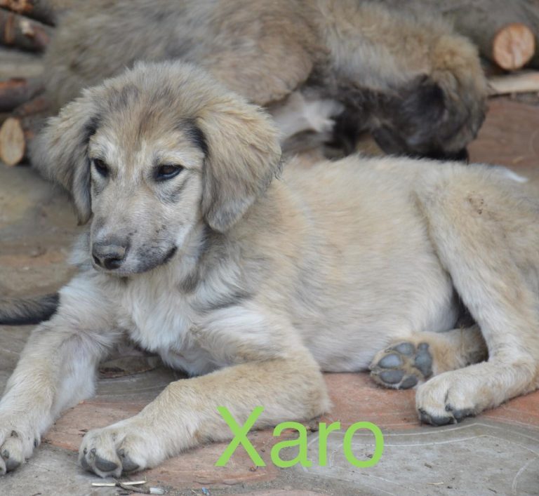Xaro, Tier in Vermittlung