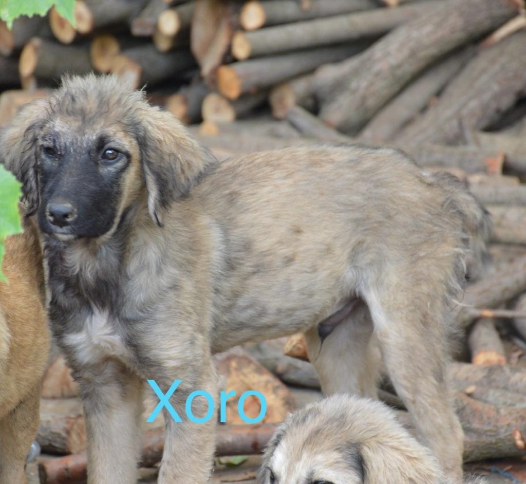 Xoro