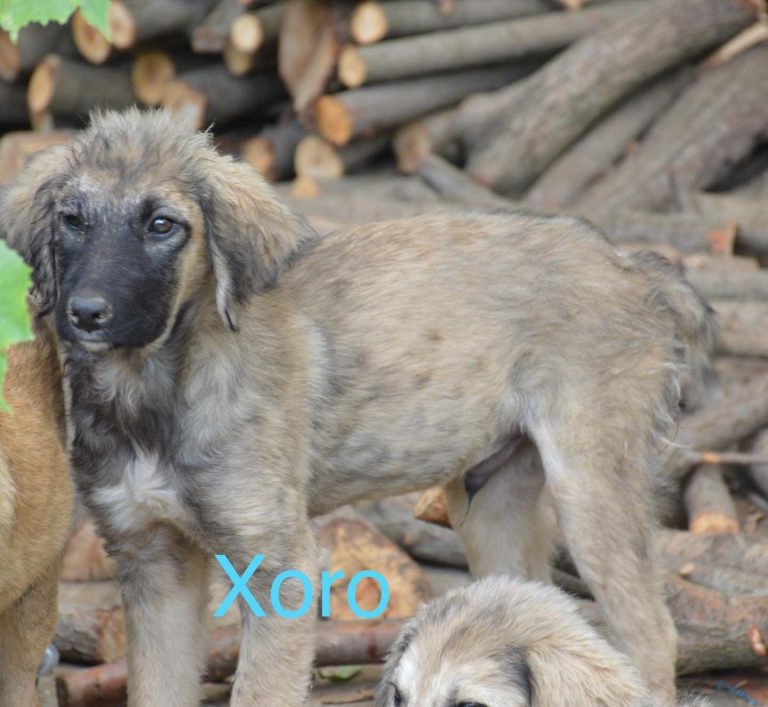 Xoro, Tier in Vermittlung